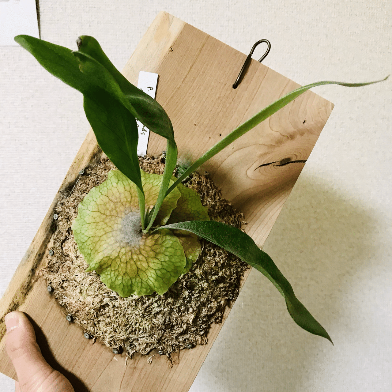 ビカクシダ ネザーランド｜松本健太