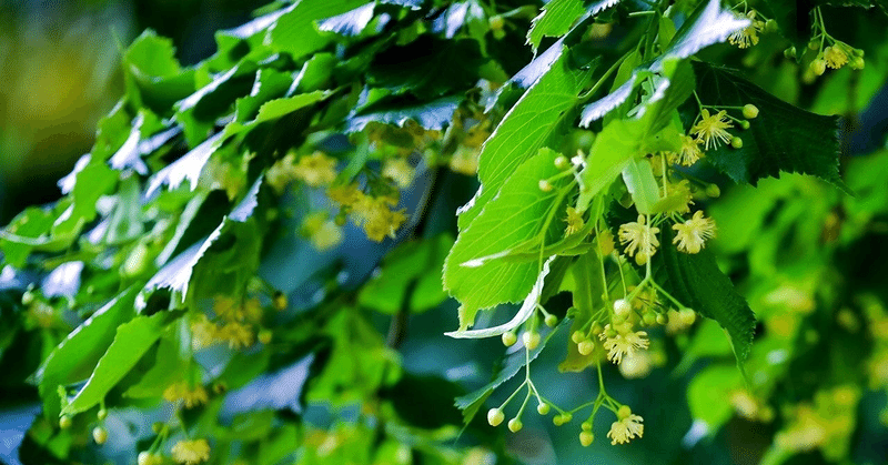 メディカルハーブ勉強ノート リンデンフラワー 桜花 Note