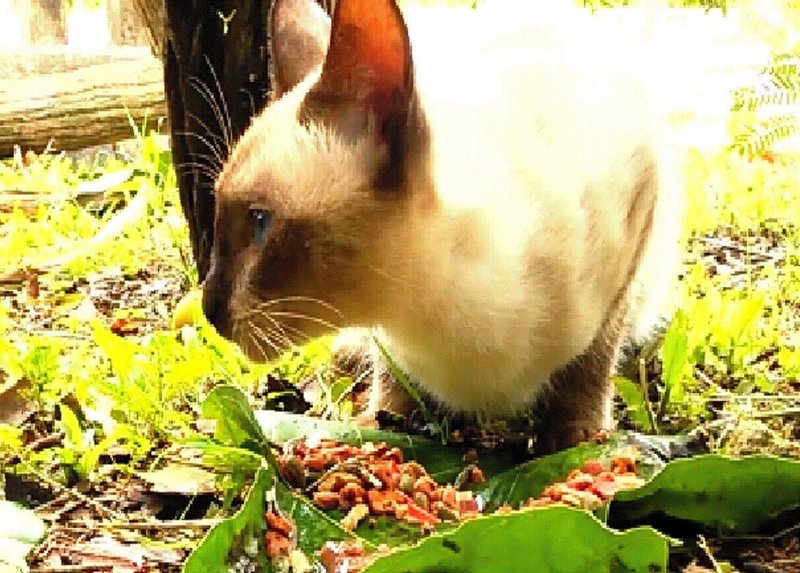 猫好きエッセイ 宮沢賢治は猫嫌い 遥ナル Note 猫好きエッセイ 宮沢賢治は猫嫌い 遥ナル Note