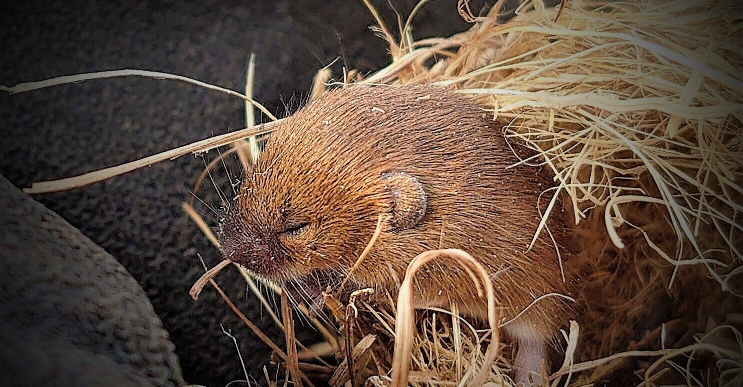 里山の小さな妖精カヤネズミ 三浦雅之 みうら まさゆき Note 里山の小さな妖精カヤネズミ 三浦雅之 みうら まさゆき Note
