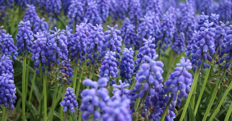 富良野ラベンダーティー の新着タグ記事一覧 Note つくる つながる とどける