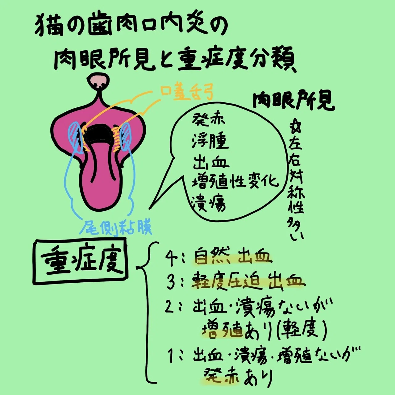 初心者小動物臨床】猫の歯肉口内炎の肉眼所見と重症度評価|ぶっくま|note