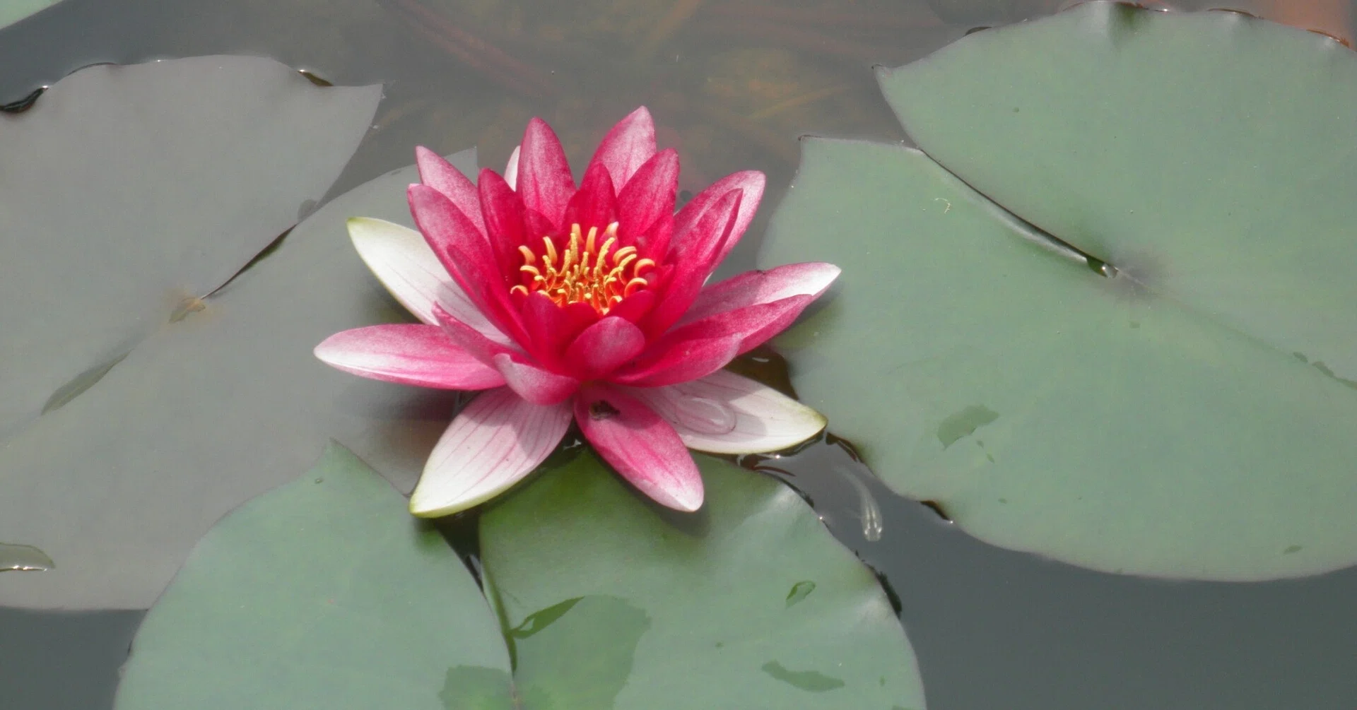 蓮の花～いつぞやの四国旅～｜風流る（ふるる）