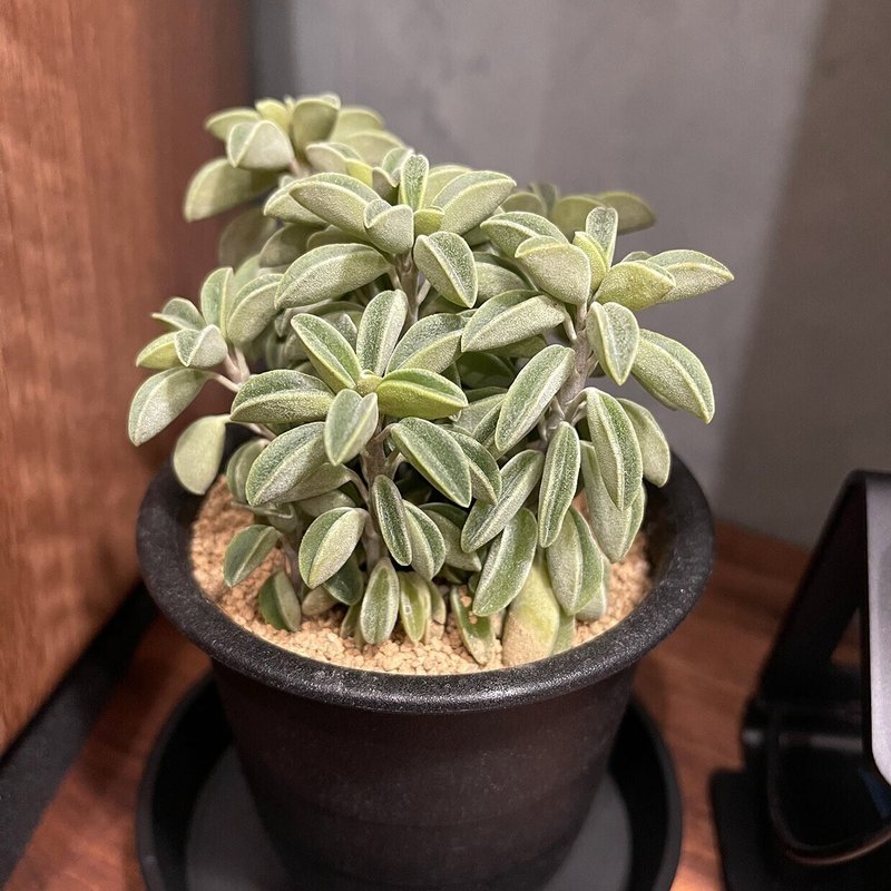 デスク周りを彩る観葉植物たち まさとっく Note デスク周りを彩る観葉植物たち まさとっく Note