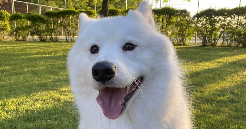 サモエド どんな犬か知ってる 前編 くまの飼い主 Note
