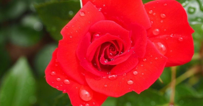 憎しみを花束に 神田れい ゆるっとスピリチュアル Note 憎しみを花束に 神田れい ゆるっとスピリチュアル Note