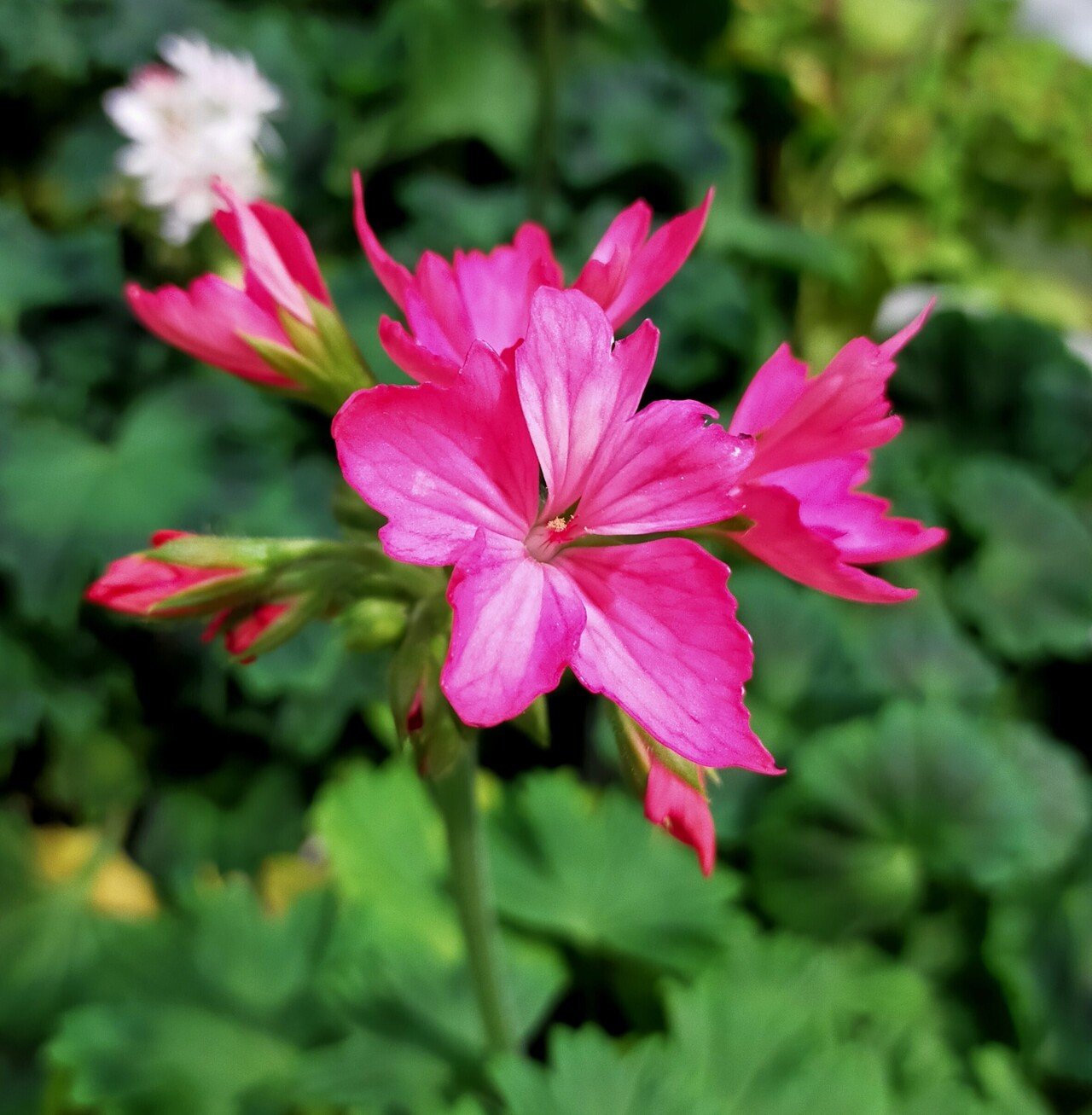 おはようございます 咲き方も 花それぞれや ゼラニウム ﾟ ﾟ 望美 写真 3d弁当 Note
