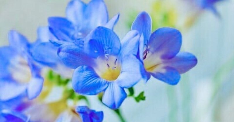 フリージア 上村 憲司 Note