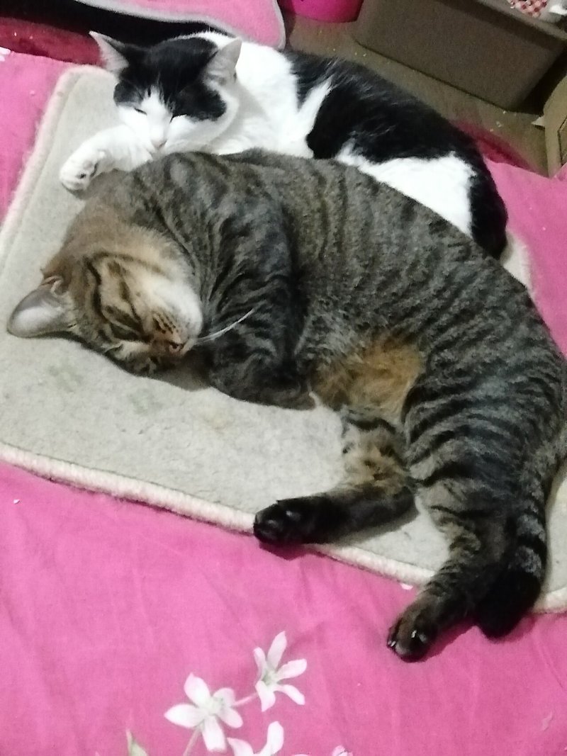 食いしんぼうで料理下手な猫の下僕が食べるリセット飯 猫又 Note