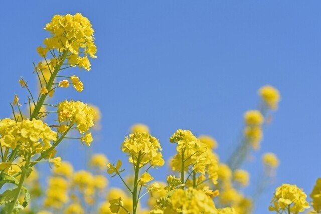 生米からつくる 菜の花粥 のレシピ 鈴木かゆ 生米からつくるおかゆのレシピ Note 生米からつくる 菜の花粥 のレシピ 鈴木かゆ 生米からつくるおかゆのレシピ Note