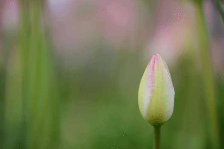 わたしのキモチと 向き合うって 逃げたくなるけど でも大切なこと #花 #幸せ #こころ #あなたの応援団 #写真 #フォトポエム #フォトポエムカウンセラー