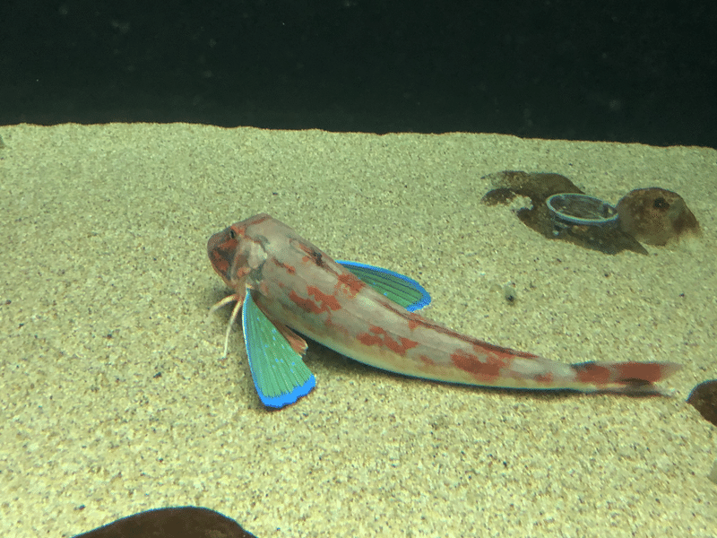 須磨海浜水族園のホウボウ コバルトブルーの胸びれ ぺんぺん Note