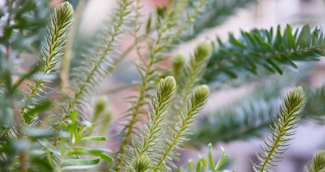 桑原あきら Note