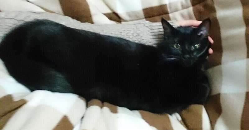 添い寝猫への憧れ 黒猫ルル Note