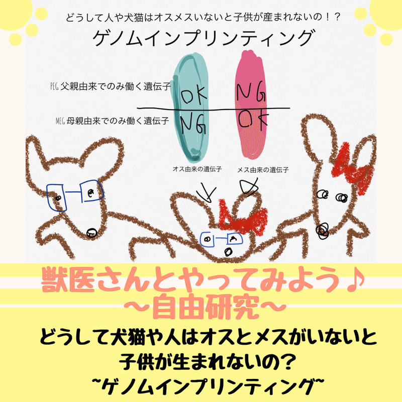 どうして犬猫や人はオスとメスがいないと子供が生まれないの ゲノムインプリンティングについて 獣医師ふーの 獣医さんとやってみよう自由研究 Note