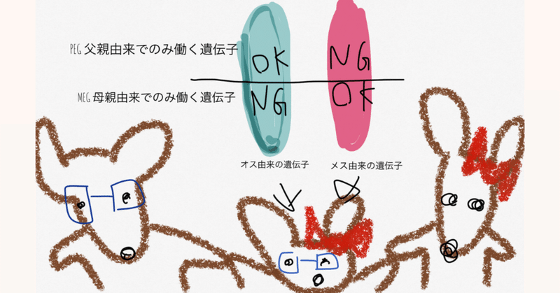どうして犬猫や人はオスとメスがいないと子供が生まれないの ゲノムインプリンティングについて 獣医師ふーの 獣医さんとやってみよう自由研究 Note