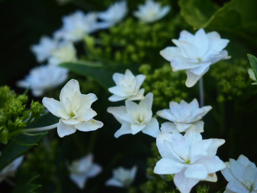 フリー素材 紫陽花 墨田の花火 サイ Note