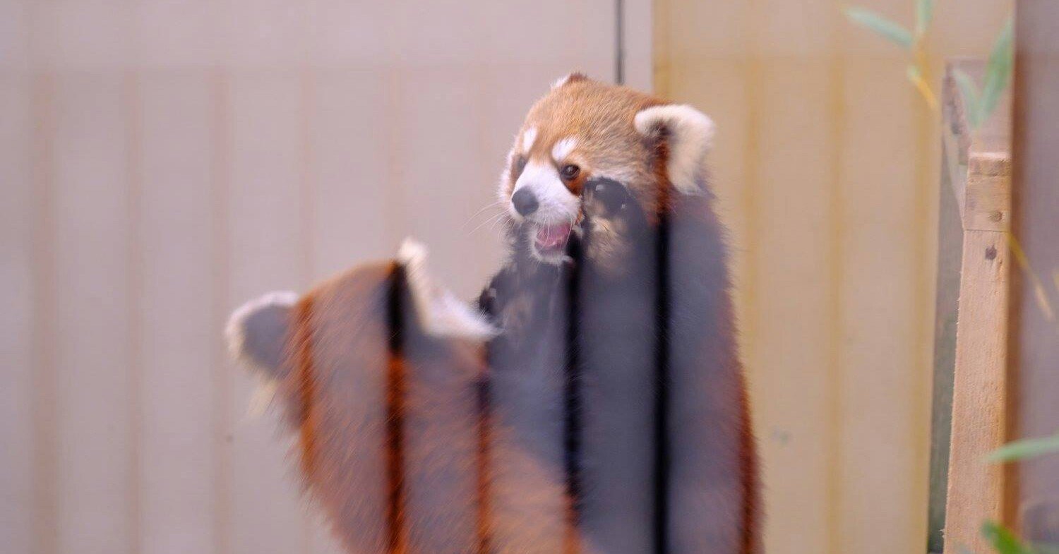 レッサーパンダ 四川系とネパール系の生息域の境界線 ふもと Note