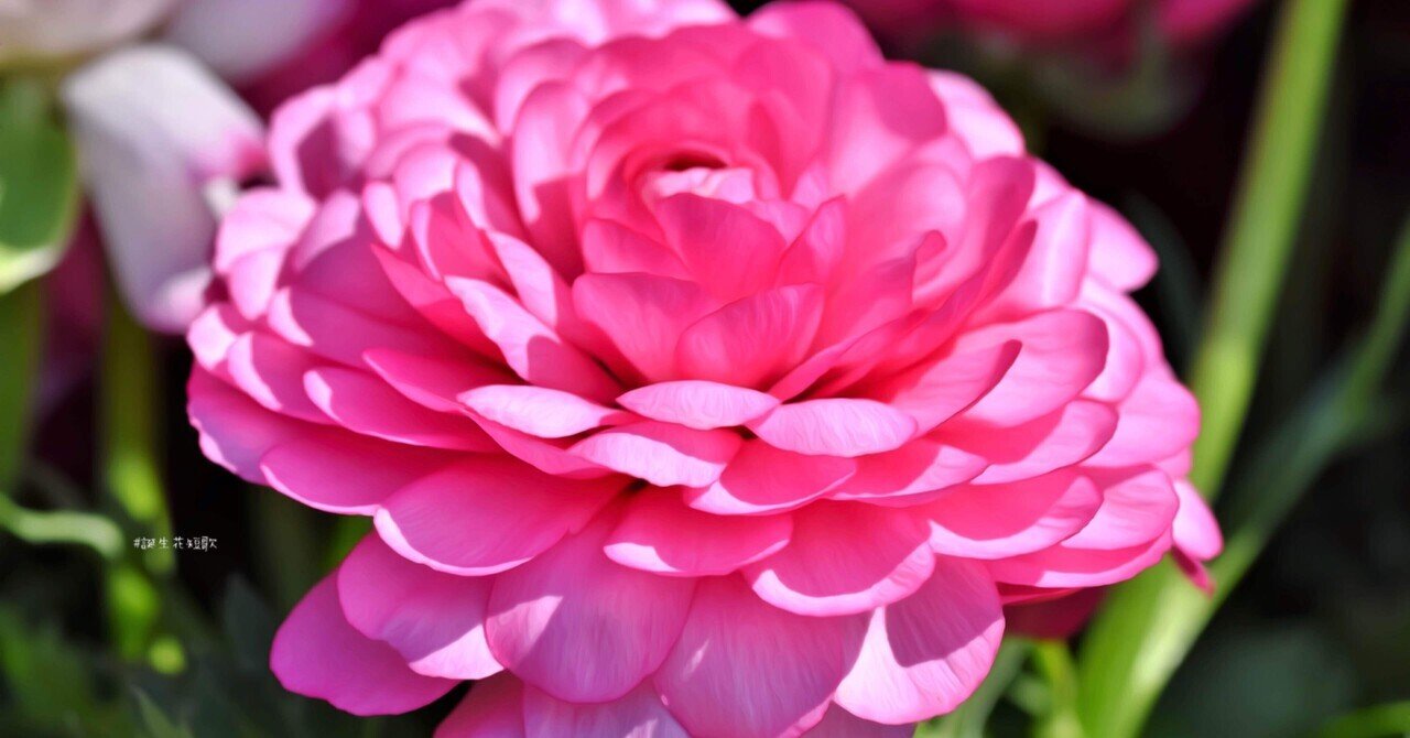 1月日 誕生花は花金鳳花 誕生花短歌 御子柴 流歌 Note