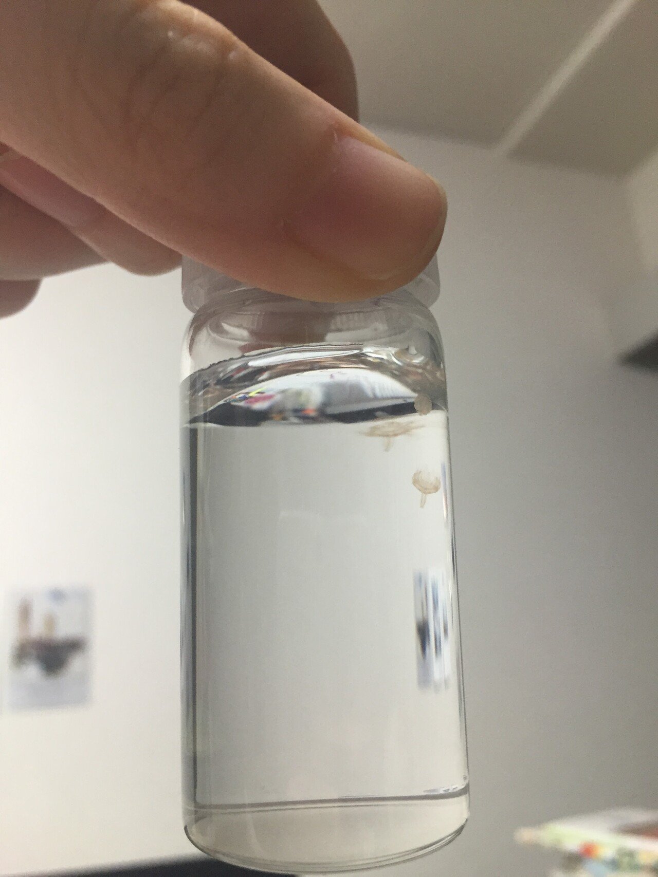 ミズクラゲ飼育 クラゲの飼育容器 ビンと水槽 あそびとくらしの店 海月堂 Note ミズクラゲ飼育 クラゲの飼育容器 ビンと水槽 あそびとくらしの店 海月堂 Note