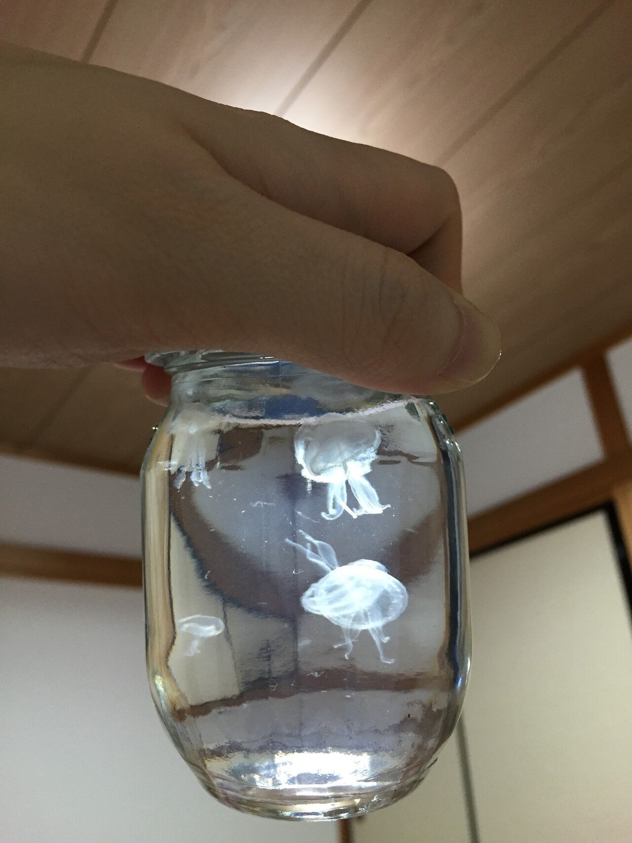 ミズクラゲ飼育 クラゲの飼育容器 ビンと水槽 あそびとくらしの店 海月堂 Note ミズクラゲ飼育 クラゲの飼育容器 ビンと水槽 あそびとくらしの店 海月堂 Note