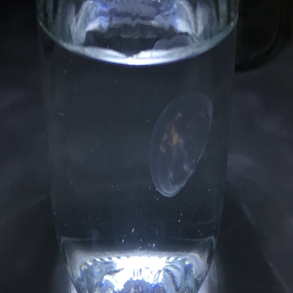 ミズクラゲ飼育 クラゲの飼育容器 ビンと水槽 あそびとくらしの店 海月堂 Note