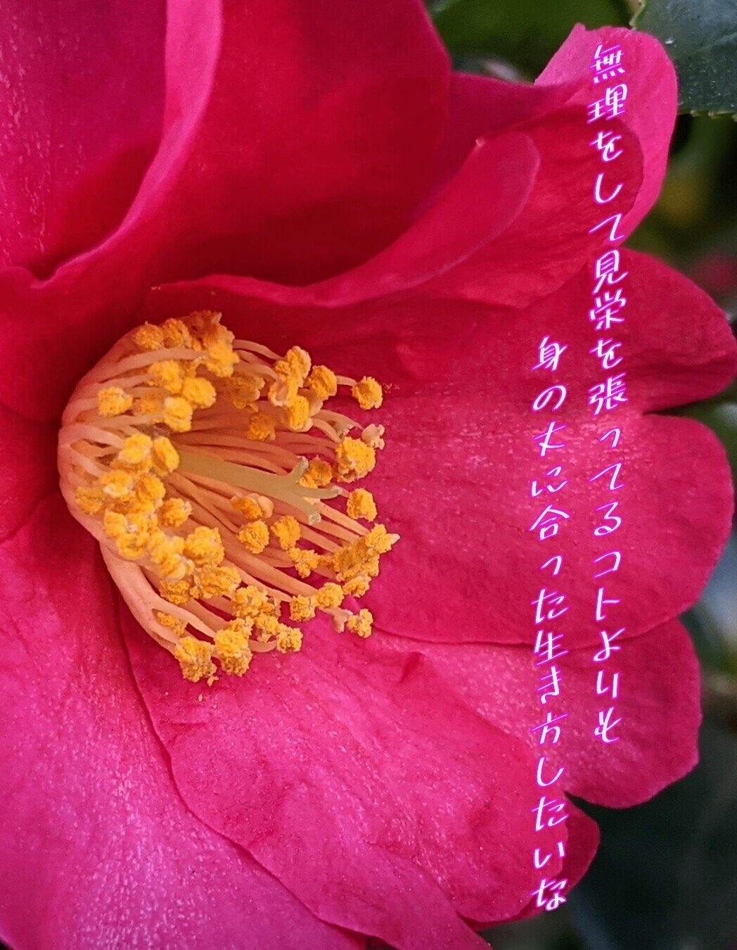 椿の写真で一首 身の丈に合った生き方を 柘榴 Note