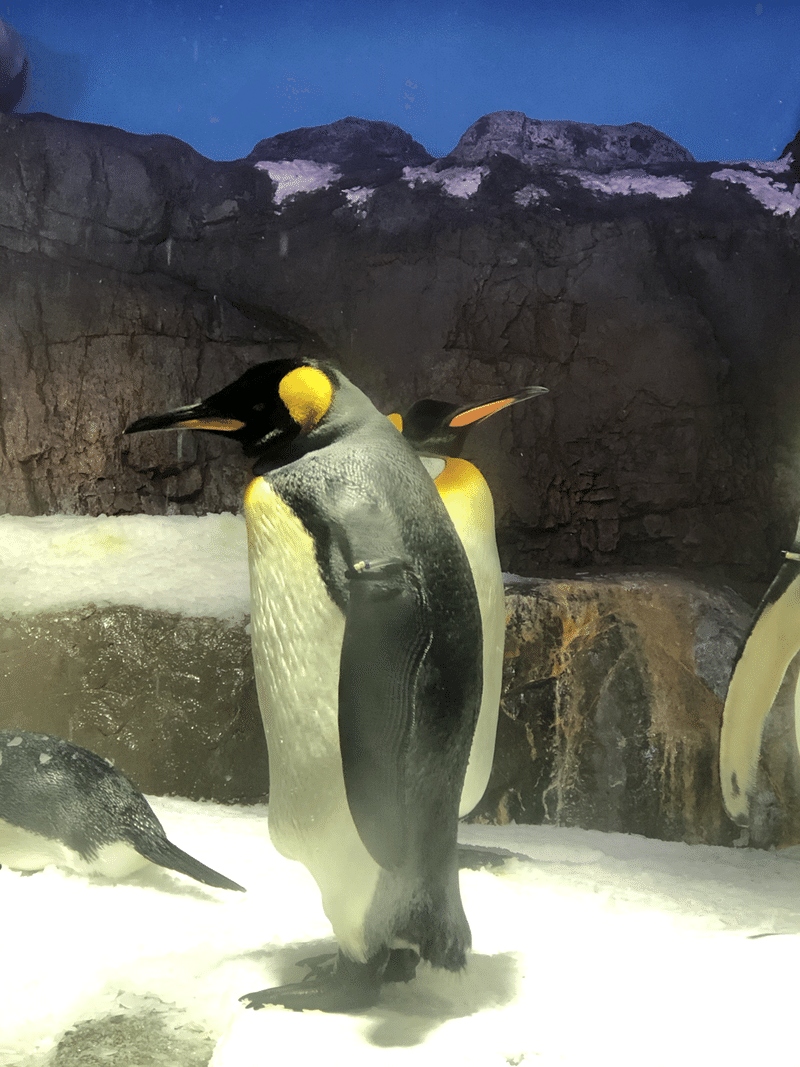 海遊館のキングペンギン 凛々しい立ち姿 ぺんぺん Note 海遊館のキングペンギン 凛々しい立ち姿 ぺんぺん Note