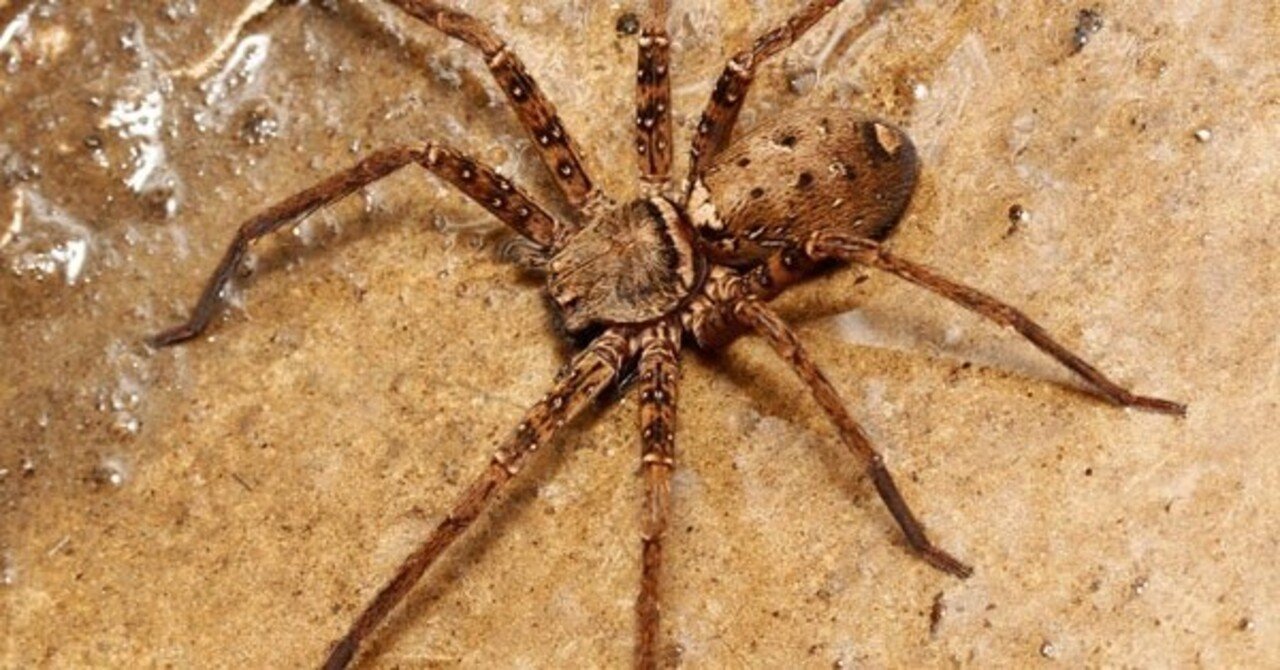 コアシダカグモとおしゃべり Ch ゆか Note コアシダカグモとおしゃべり Ch ゆか Note