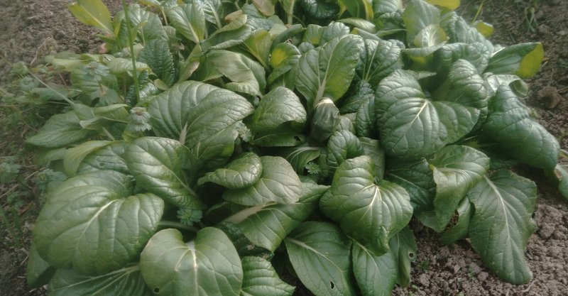 季節の旬野菜ビタミン菜10月日以前種蒔き分の1月17日様子 病気滅し健康的な高栄養価野菜を自然力で育てる 森林菜園 水玄和鹽 Note 季節の旬野菜ビタミン菜10月日以前種蒔き分の1月17日様子 病気滅し健康的な高栄養価野菜を自然力で育てる 森林菜園 水玄和鹽 Note