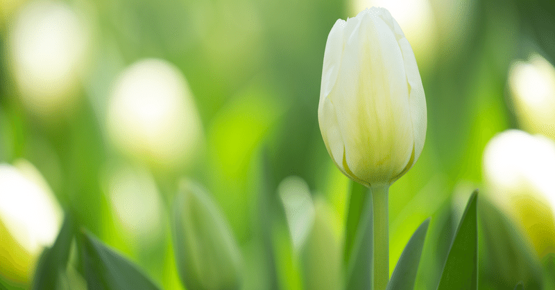 0107 チューリップ 白 Yuca Note