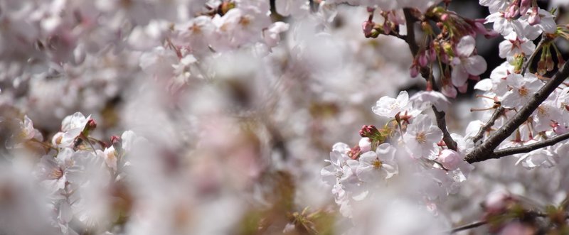 人間は、どのような生き物なのか－人工知能が桜の美しさにため息をつく日