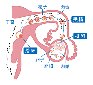 排卵痛と着床痛ー着床痛はない 月のしずく 産婆さん Note