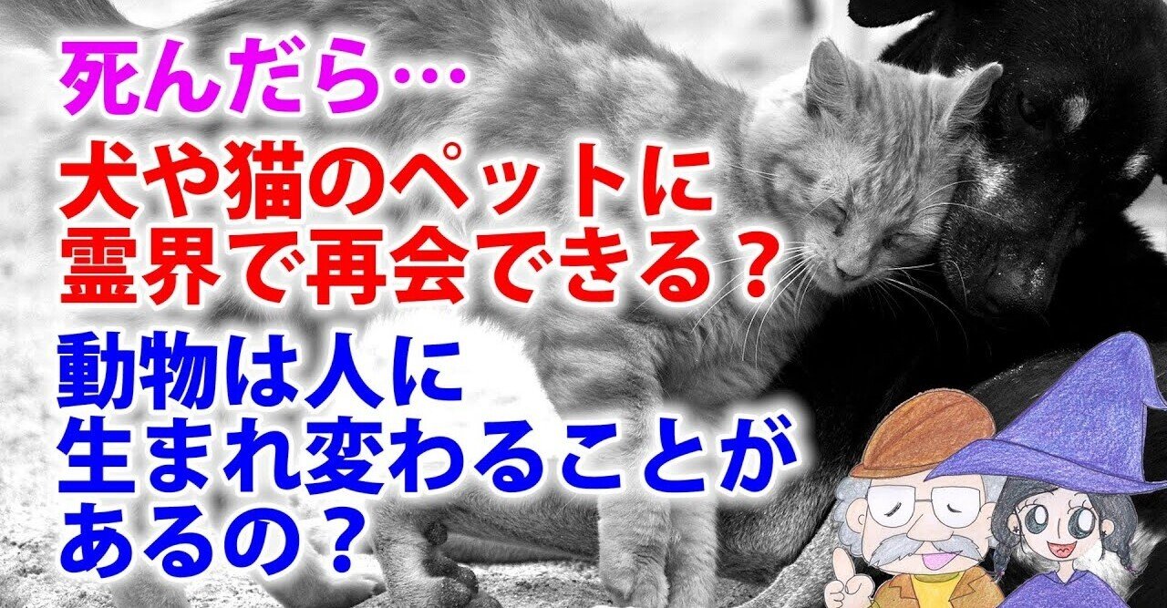 犬や猫のペットは死んだらどうなる 動物も死後の世界や生まれ変わりはある Uの世界 リアルスピリチュアル Note