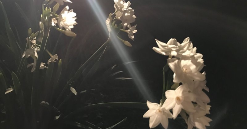 僕と花の関係 彼女が咲かす僕の花 Hata687 Note