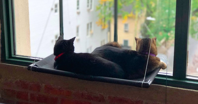 日記 黒猫と虎猫とふたりのニンゲン Commy Note 日記 黒猫と虎猫とふたりのニンゲン Commy Note