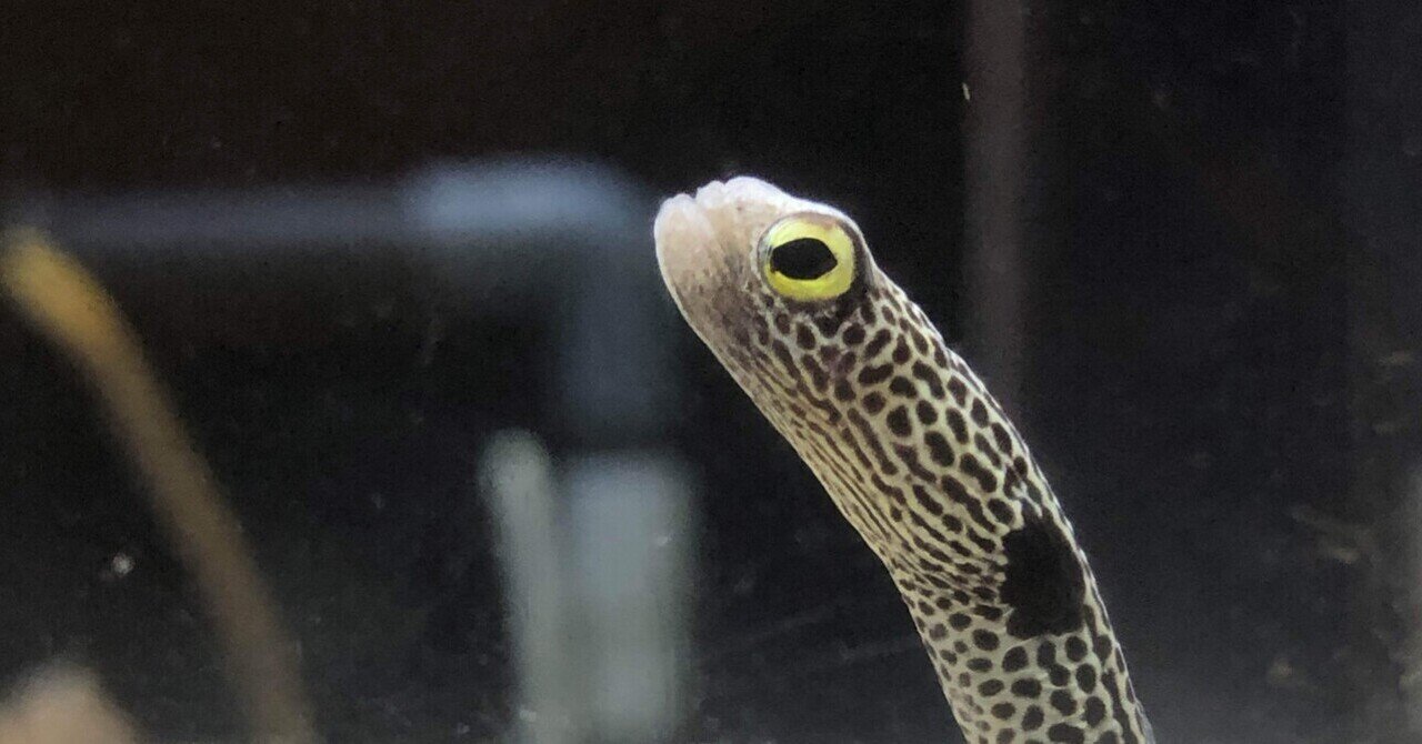 海遊館のチンアナゴ 写真 猫の名前は将軍様 Note 海遊館のチンアナゴ 写真 猫の名前は将軍様 Note