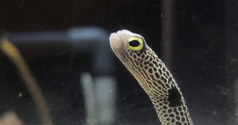 海遊館のチンアナゴ 写真 ぺんぺん Note