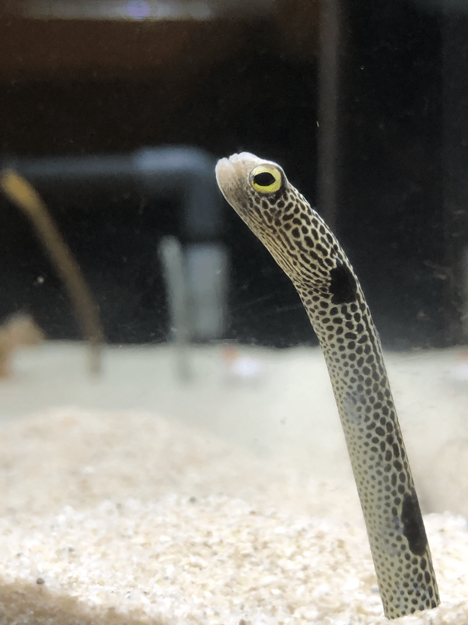 海遊館のチンアナゴ 写真 猫の名前は将軍様 Note 海遊館のチンアナゴ 写真 猫の名前は将軍様 Note