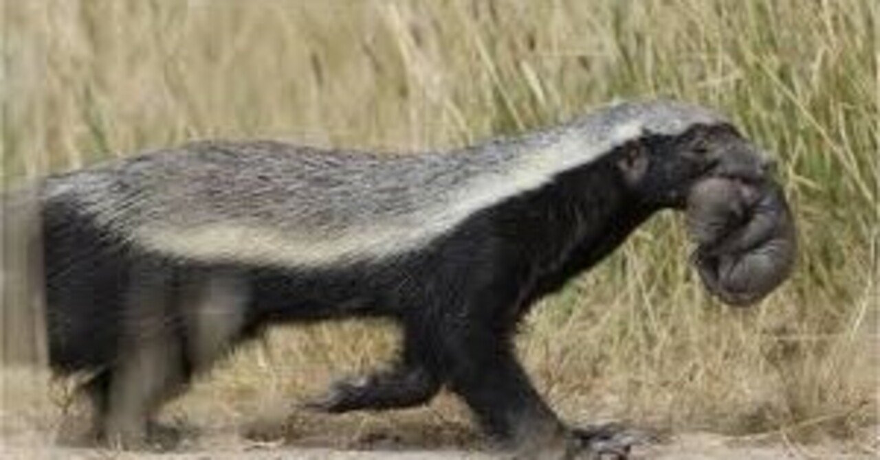 ツイッターでトレンド】世界一恐れを知らない動物「ラーテル」と、みんなが知りたい教養雑学｜マガジンハウス書籍編集部