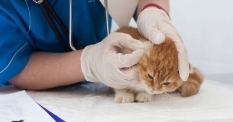 猫 ラプロス投与再開後の推移 たけblog Note