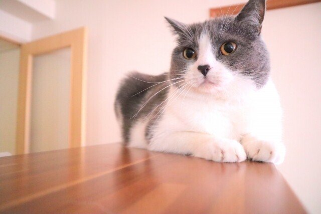 中１英語 Lesson01 単数形と複数形 やりなおし英語ｊｕｋｕ Note