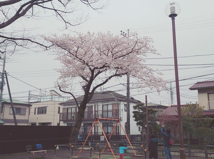 公園に1本だけ咲いている桜。
ここは、のどかですきです！