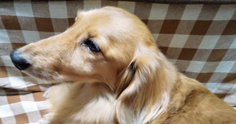 無添加犬のおやつ の新着タグ記事一覧 Note つくる つながる とどける 無添加犬のおやつ の新着タグ記事一覧 Note つくる つながる とどける