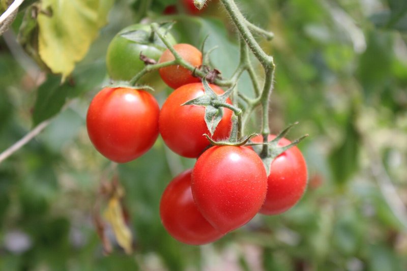 Tokoguraレシピ第5弾 フルーツトマト100 のトマトピューレをレシピに活用 とことこ暮らし Note