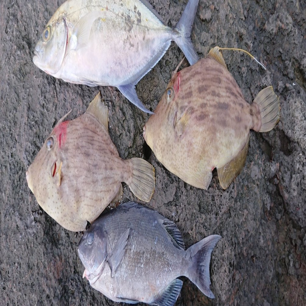 思いつくまま 三宅島釣り攻略 初心者オススメ三宅島釣り編 三宅支庁産業課 Note