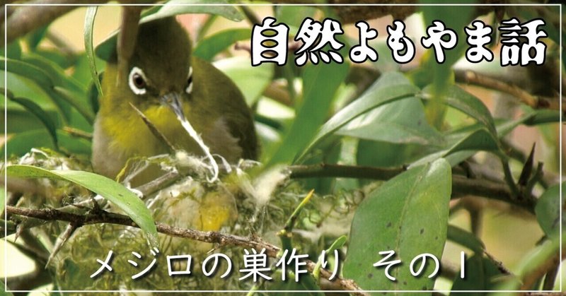 自然よもやま話 メジロの巣作り その1 映像制作会社つばめプロ Note 自然よもやま話 メジロの巣作り その1 映像制作会社つばめプロ Note