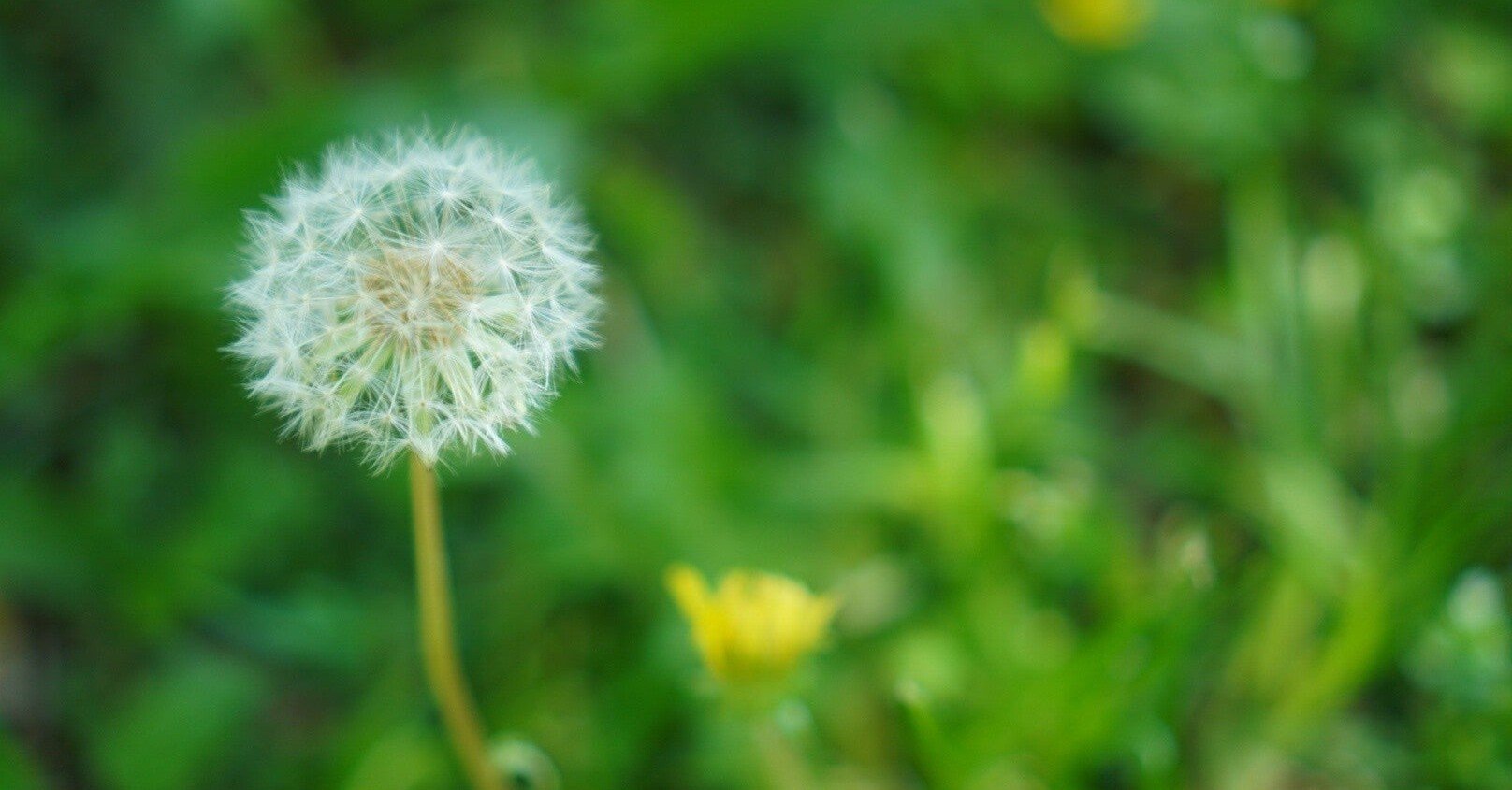 d1e0c730b953f9010c16841bbe0932