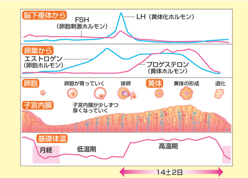 排卵痛と着床痛ー着床痛はない 月のしずく 産婆さん Note 排卵痛と着床痛ー着床痛はない 月のしずく 産婆さん Note