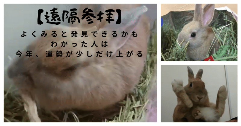 ウサギ動画 の新着タグ記事一覧 Note つくる つながる とどける